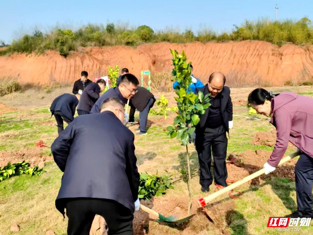 雨湖区组织开展2026年义务植树活动