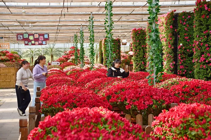 盘龙大观园：邀您共赴一场多彩春日之约