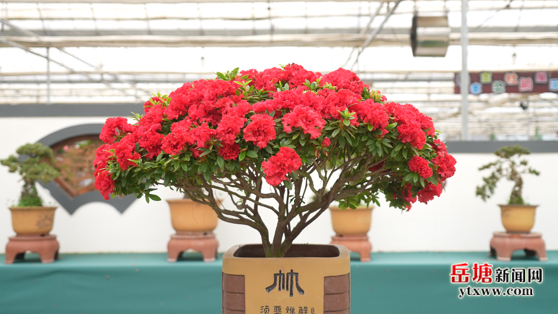 组图丨盘龙大观园15万盆精品杜鹃盛放