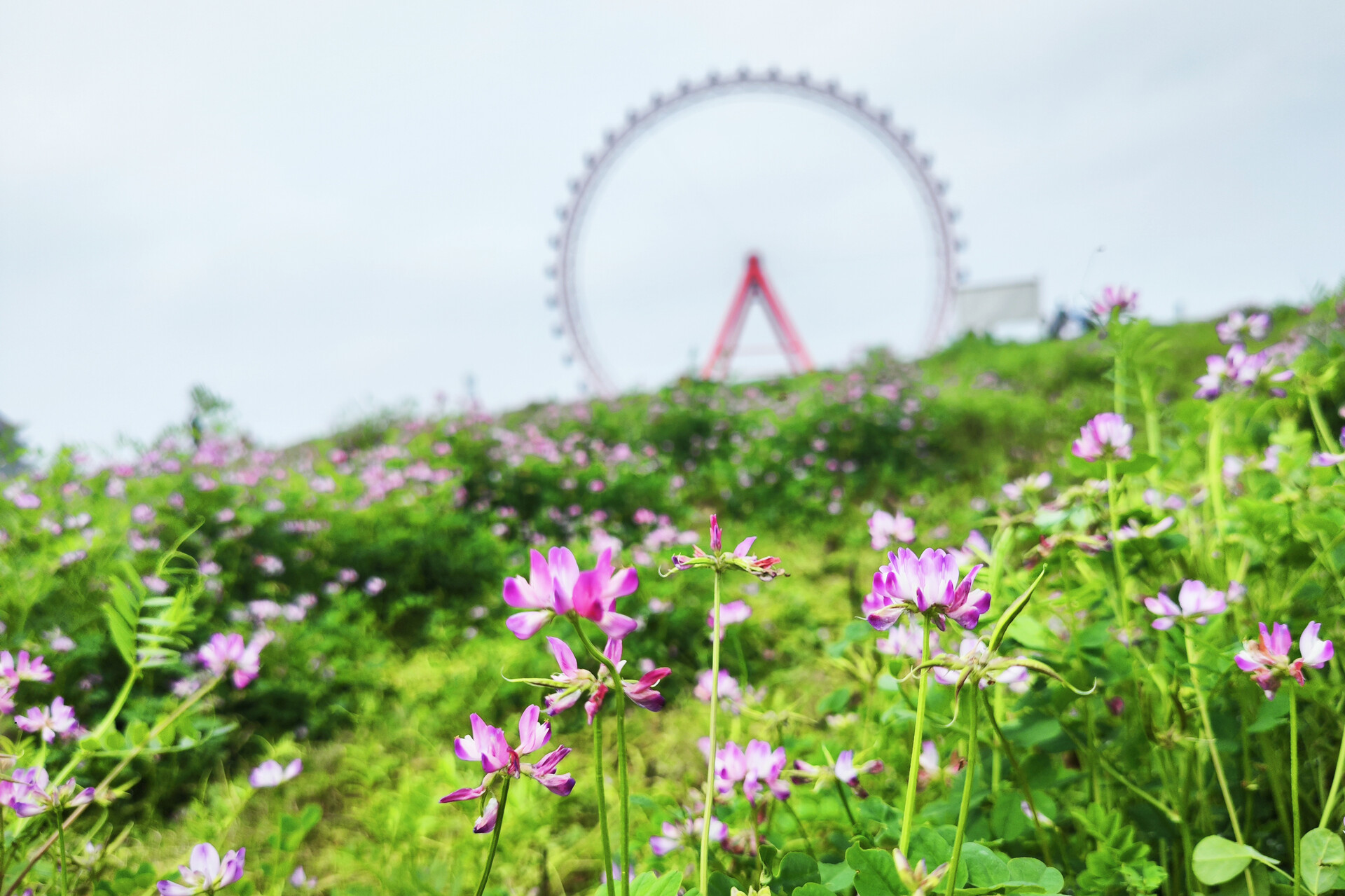 组图｜雨湖区：摩天轮下的“紫色花园”