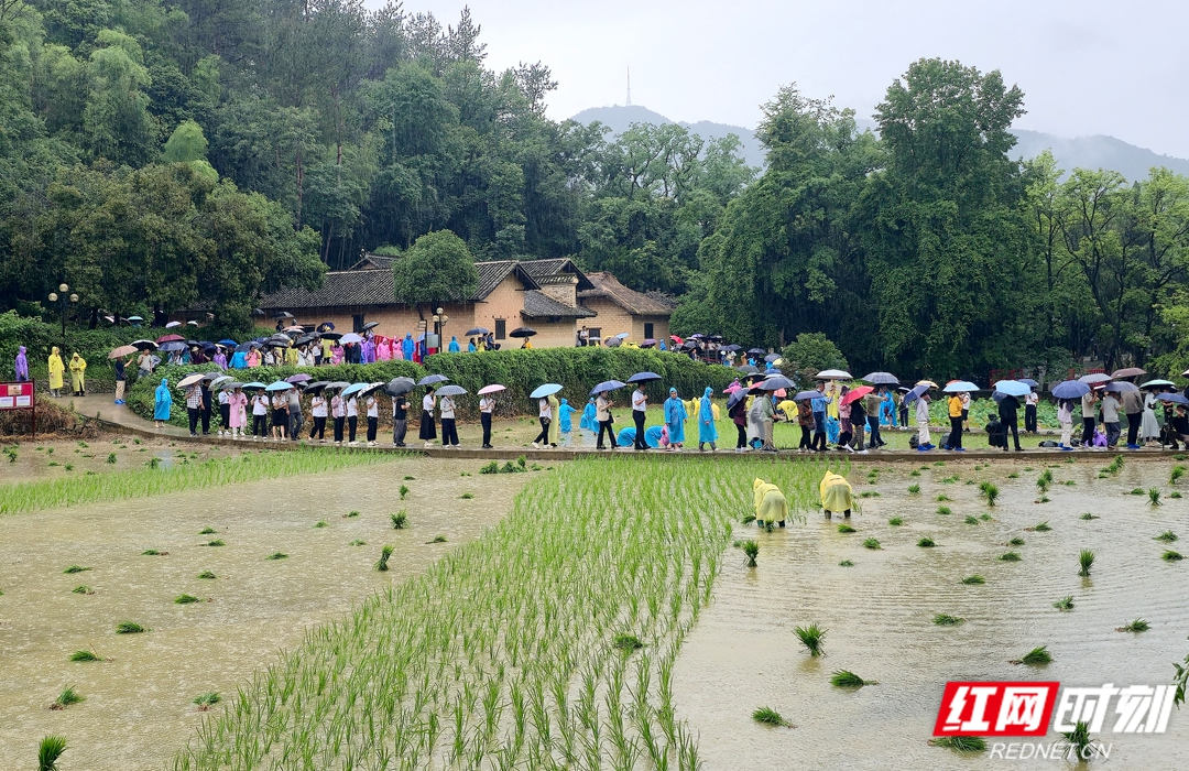 韶山冲的共富与责任·扎根丨希望的雨,落在热土的秧尖上