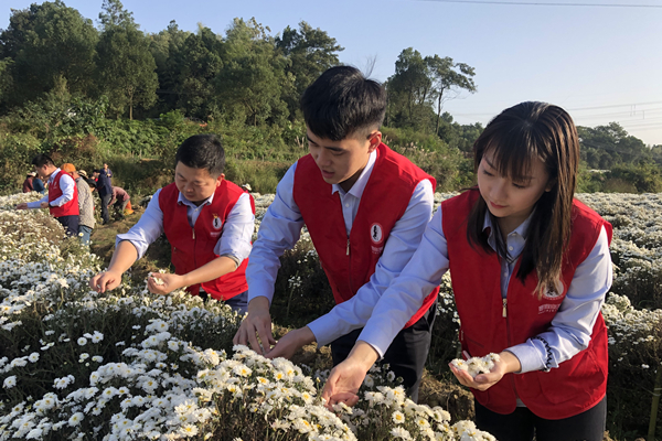 志愿者正在采摘菊花。图片来源：湖南雷锋纪念馆.jpg