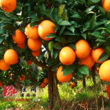 乡村振兴，道县打好产业“土”字牌