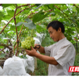  “消费扶贫行动”凝聚决战脱贫攻坚的磅礴力量