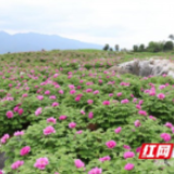 产业赋能，村支书让石山变“金山”