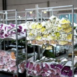 动车运鲜花“花心思”终得益