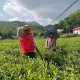 用青春汗水浇灌基层希望之花