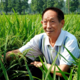群策群力编撰好《袁隆平年谱》