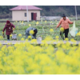 筑牢疫情防线,万象“耕”新美丽中国