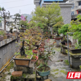 让小庭院焕发出大生机