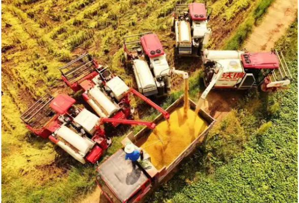 好评中国丨中国粮食安全系统的构建:一幅流动的智慧沃野图景