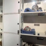 好评中国丨“它经济”升温，内需市场涌动温暖活力