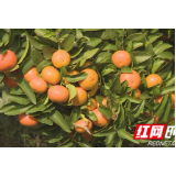 李洪波：小小砂糖桔 脱贫致富果