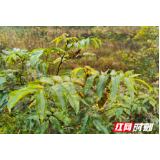 【脱贫先锋】半路来的“向书记”驻村1年半斗篷山村焕新颜