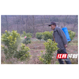 慈利县农业农村局多措并举确保农作物安全过冬