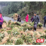 桑植县：“天梯村”第一书记战疫战贫两手硬