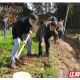 疫情防控不忘扶贫、义务植树栽种希冀——天旅投公司组织开展义务植树活动