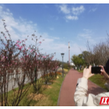 张家界：春暖花开 感受春日的馈赠