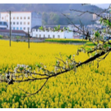 慈利县通津铺镇：春暖三月 油菜花开