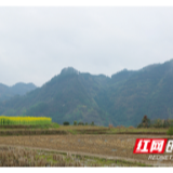 武陵源协合村：战疫情、促春耕