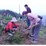 张家界市中医医院开展义务植树活动