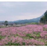 【视频】永定区“最美春景”：烂漫田野合作桥