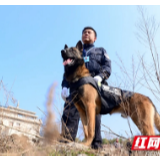 【警视窗】代号“山鹰”！慈利首只警犬获公安部授勋