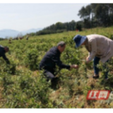 慈利县：助力复学复工复产 人大代表在行动