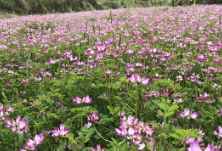 你好，故乡的那片红花草！