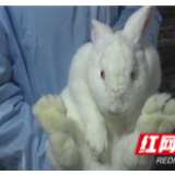 【张家界信息化助农行动】慈利县新花村上千只肉兔寻找买家