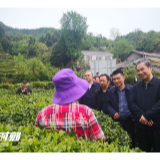 刘革安深入永定区和桑植县调研茶叶产业发展