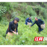 【决战决胜脱贫攻坚】莓园飘香春涌动 又是一年采茶忙