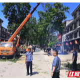 永定区公路建设养护中心积极处理行道树安全隐患