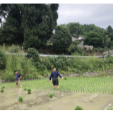 老科技工作者下田插秧迎接“全国科技工作者日”