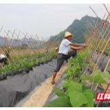 张家界武陵源：“扶贫”菜葛 初夏农忙 