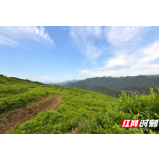 【张家界脱贫故事】彭家湾村：油茶孕育脱贫致富新希望
