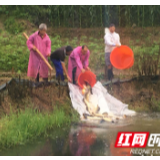 三官寺土家族乡罗潭村：龙虾基地添新丁 淡水养殖助增收