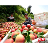 【脱贫攻坚群英谱】许自雄：桃之夭夭