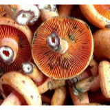 张家界市卫生健康委：关于预防毒蘑菇和有毒动植物中毒的饮食消费提示