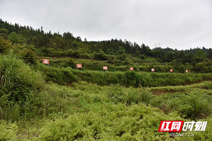 莓茶基地.jpg