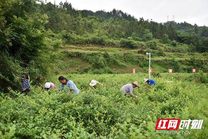 村民通过在莓茶基地务工，实现家门口就业。.jpg