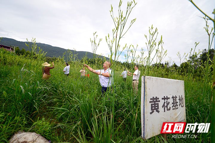 王志胜和村民在黄花基地采摘黄花。.jpg