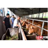 【张家界脱贫故事】腊树村：深度贫困村的美丽蝶变