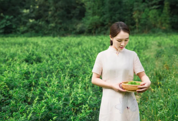 【寻找最美莓茶姑娘】张娇：不负杯中茶 不负有心人