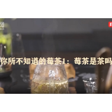 你所不知道的莓茶｜莓茶是茶吗？