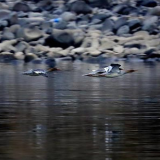慈利县：青山绿水迎来鸟类“熊猫”——中华秋沙鸭
