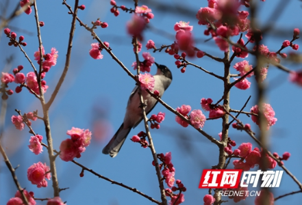 张家界黄龙洞景区：鸟语花香喜闹春 （组图）