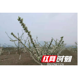 慈利县零阳镇青山村：花儿朵朵开  有望丰收年