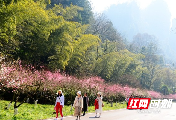 张家界黄石寨：邀你看梅花免费坐索道