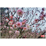 梅花正艳！快去“打卡”张家界黄石寨景区